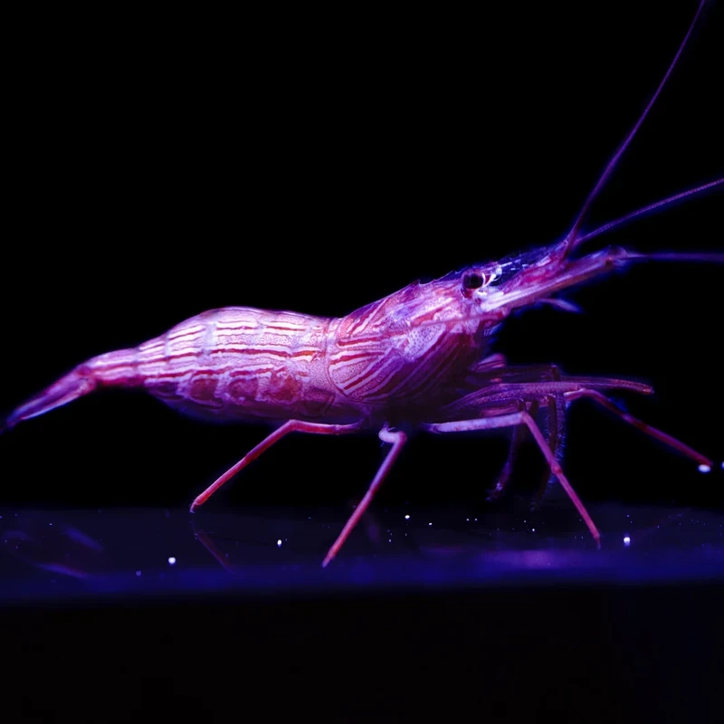 Lợi ích tôm peppermint làm sạch bể san hô