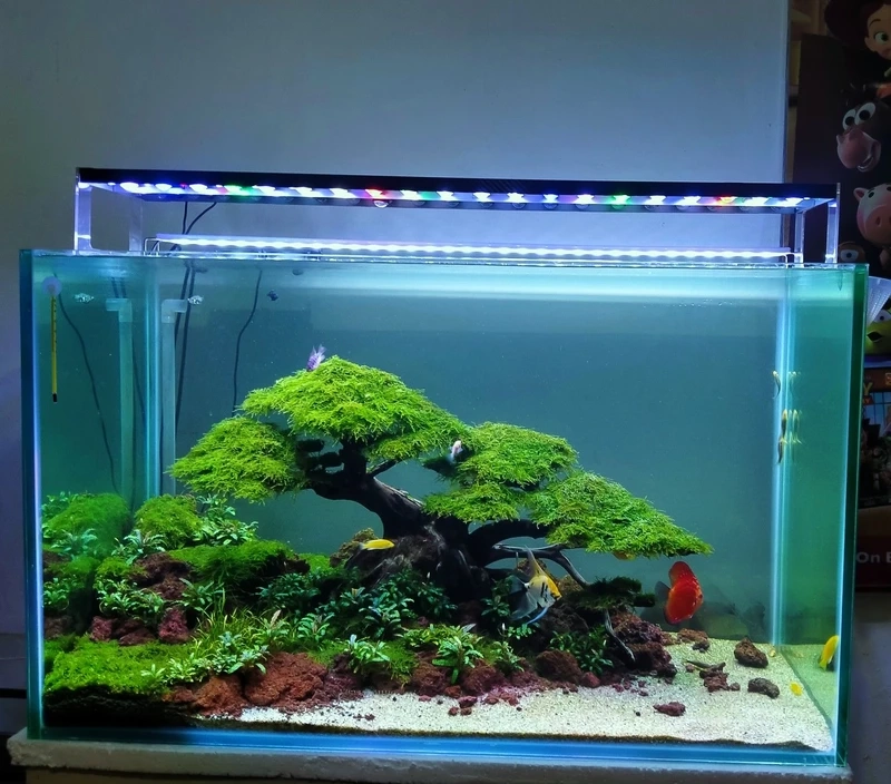 Khám phá vẻ đẹp tĩnh lặng của hồ thủy sinh nhật bản mang tinh thần Zen