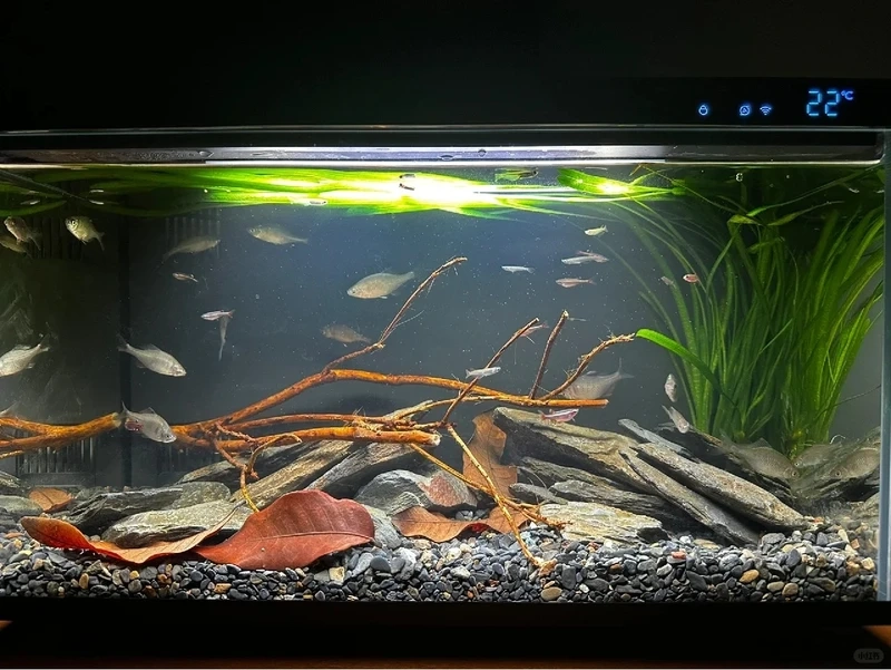 Khám phá bố cục bể cá đá tai mèo aquascape đầy cảm hứng