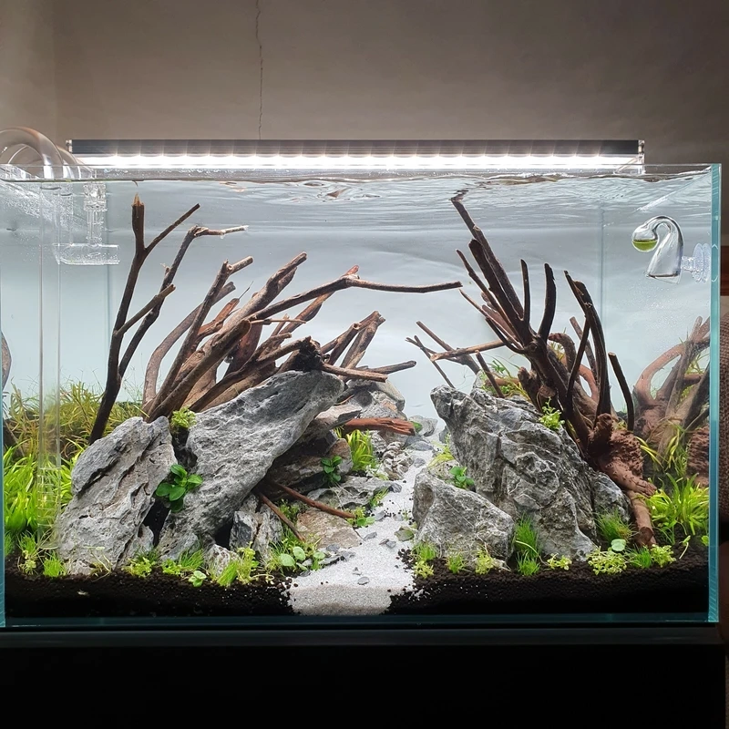 Không gian thư giãn với bể cá đá tai mèo phong cảnh tự nhiên