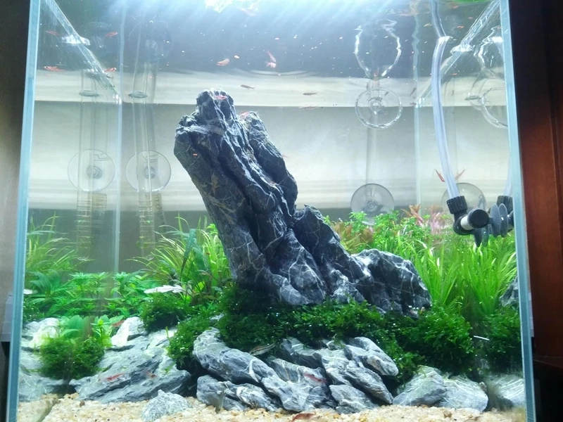 Góc thủy sinh ấn tượng từ bể cá đá tai mèo tự nhiên