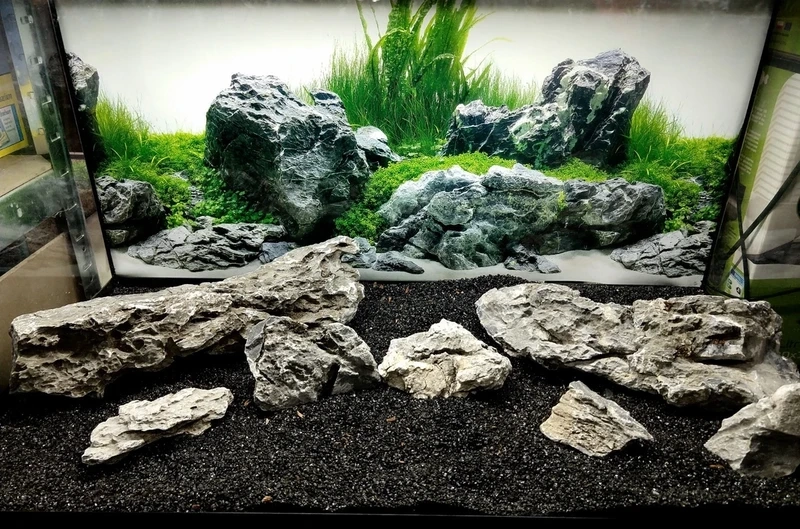 Cảm hứng decor từ bể cá đá tai mèo nghệ thuật độc đáo