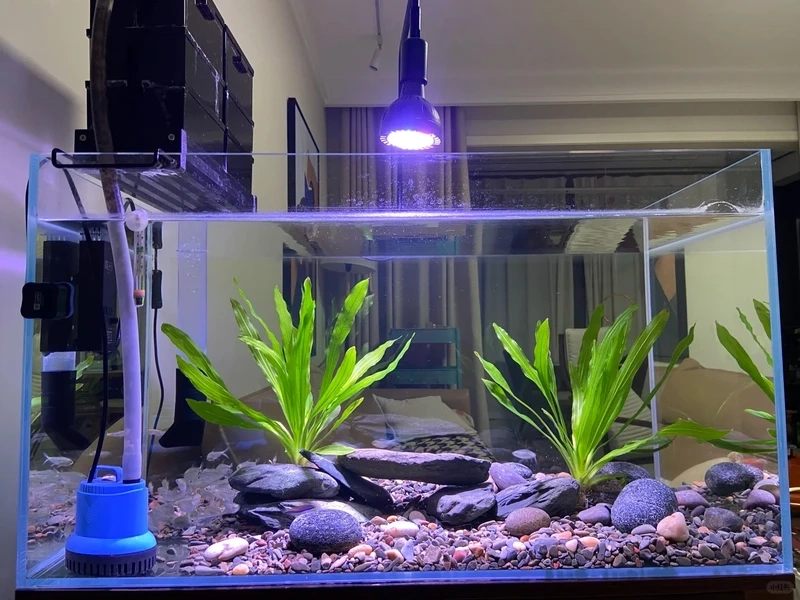 Tạo điểm nhấn nội thất với bể cá đá tai mèo trang trí