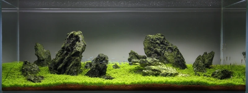 Không gian xanh mát với bể cá đá tai mèo cây xanh