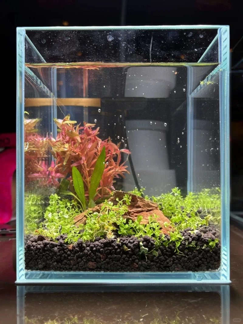 Điểm nhấn nội thất với bể cá đá tai mèo trang trí phòng khách