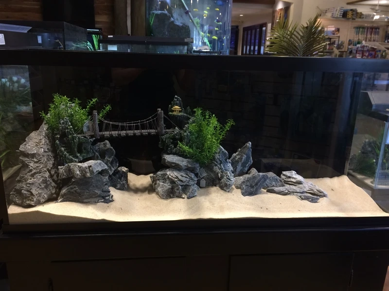 Không gian tinh tế từ bể cá đá tai mèo hiện đại