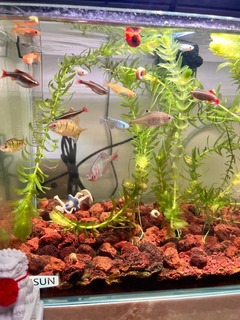 Góc nhìn ấn tượng từ bể cá nham thạch cảnh đẹp