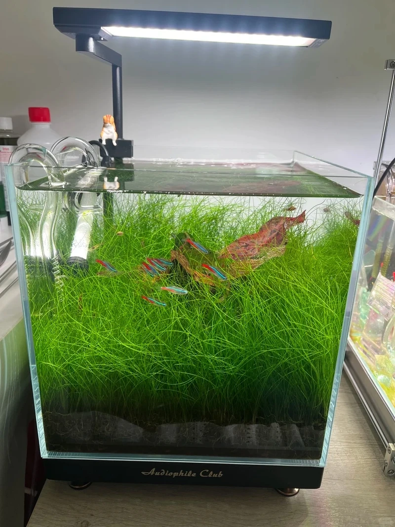 Màu xanh thư giãn từ bể cá thảm cây rêu xanh tự nhiên