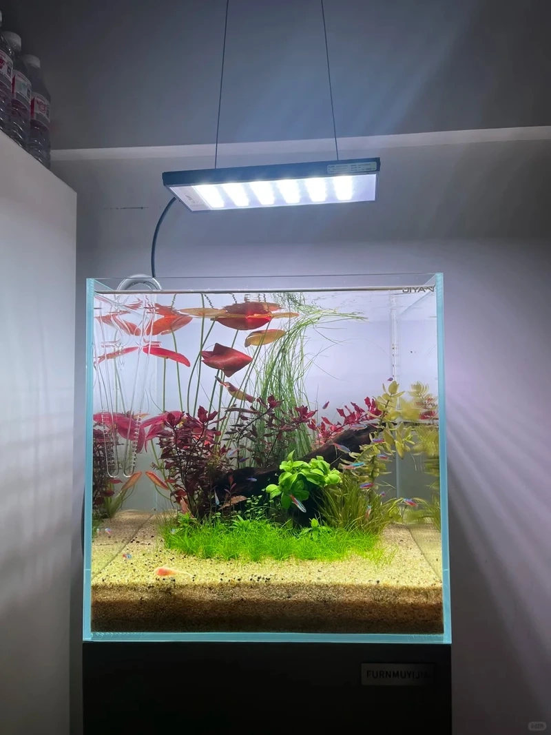 Khám phá bố cục bể cá thảm cây aquascape cực cuốn hút