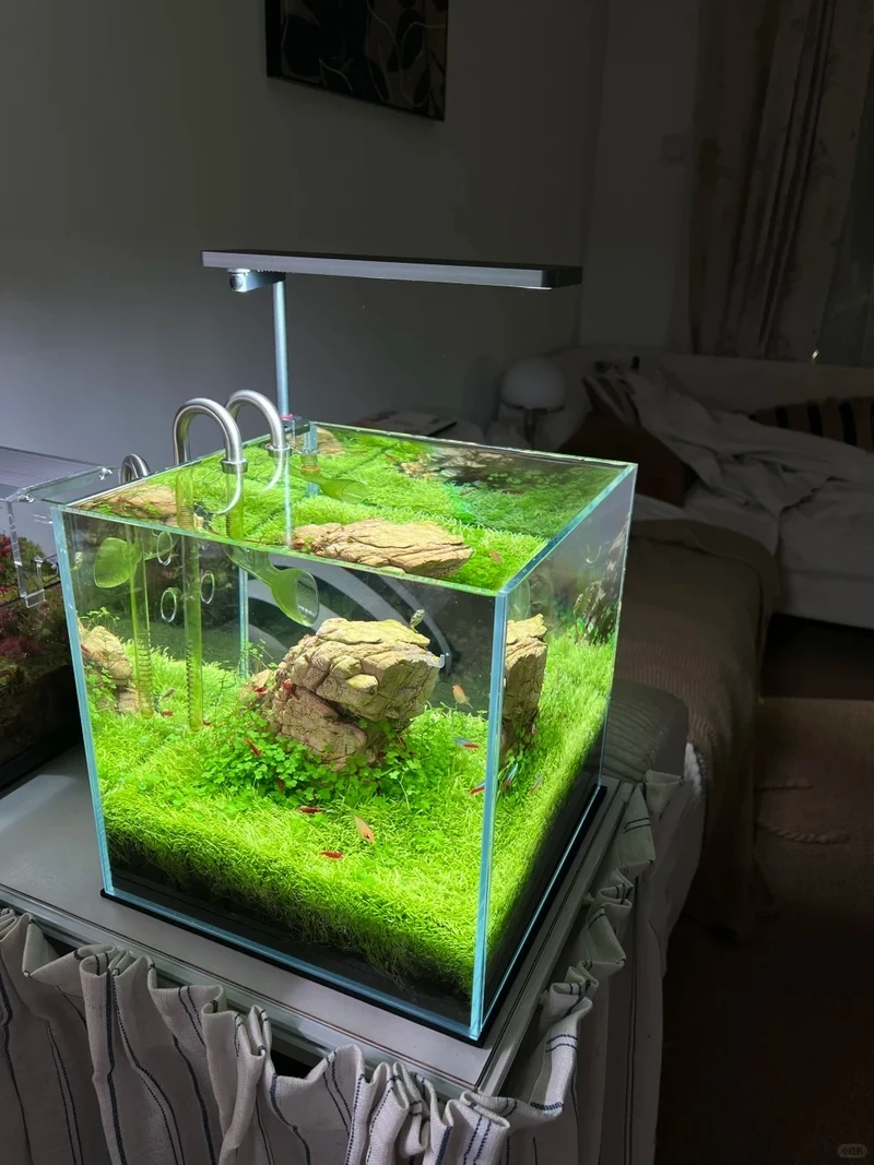 Chiêm ngưỡng vẻ đẹp bể cá thảm cây cảnh đẹp trong nhà