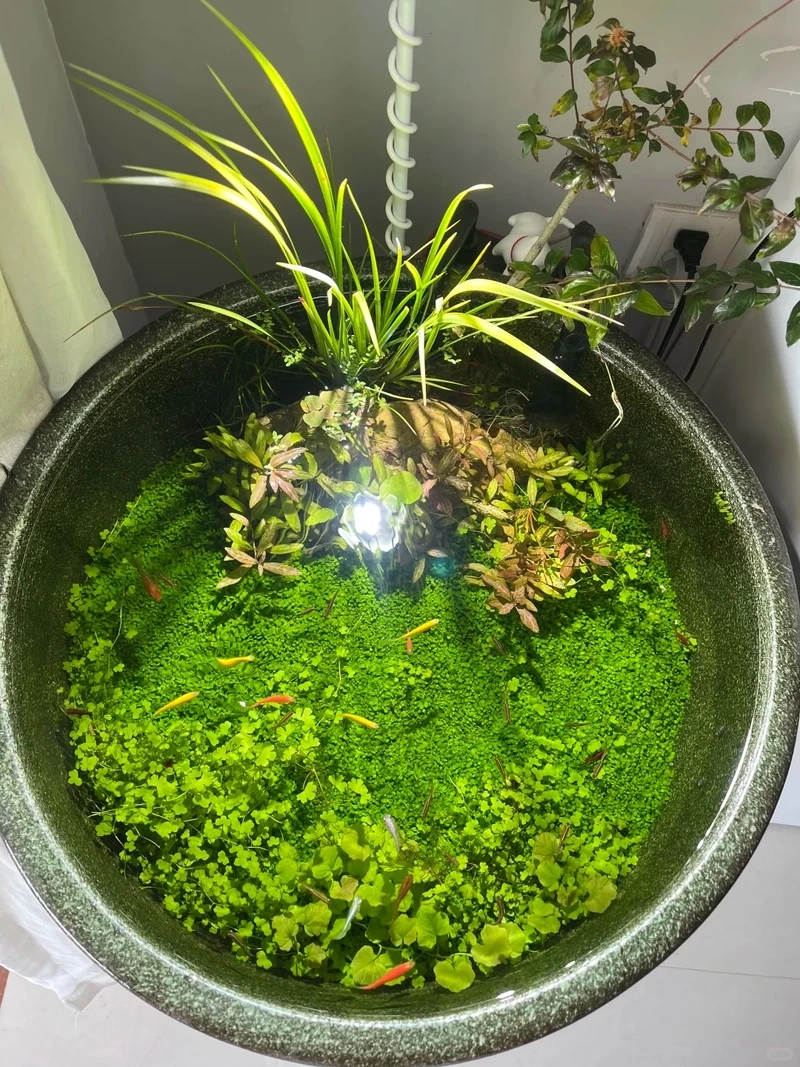 Khám phá phong cách bể cá thảm cây độc lạ cho hồ thủy sinh