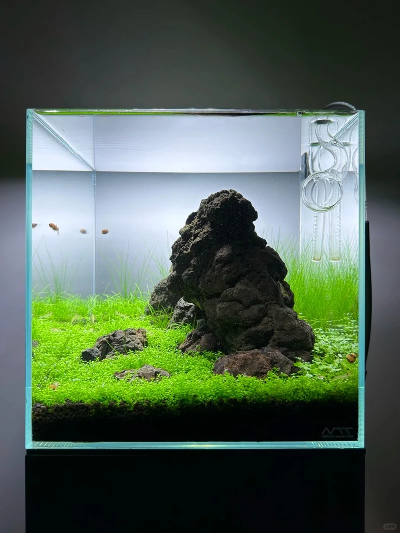 Phong cách mới từ bể cá thảm cây hiện đại