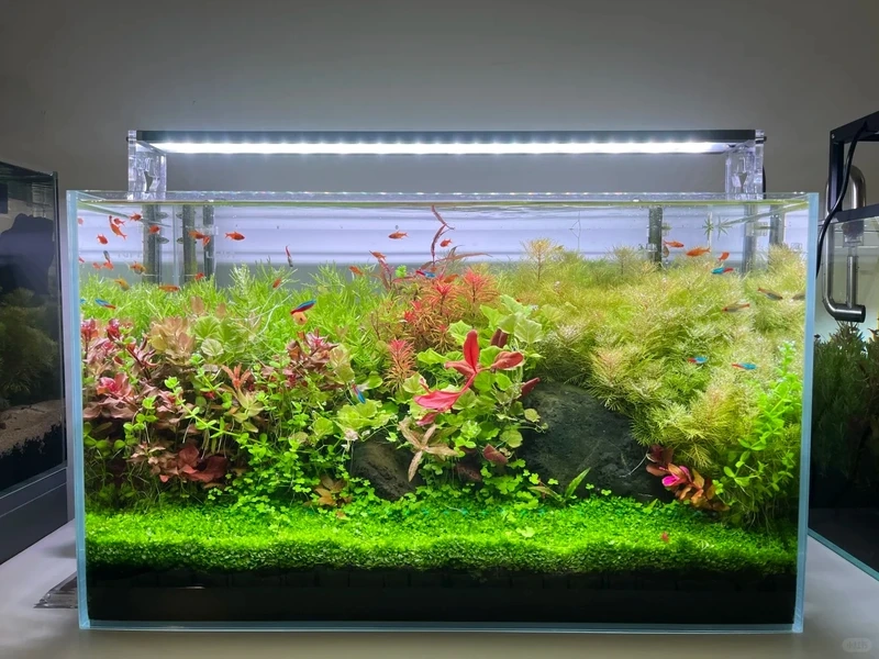 Góc thiên nhiên xanh mát với bể cá thảm cây thủy sinh tự nhiên