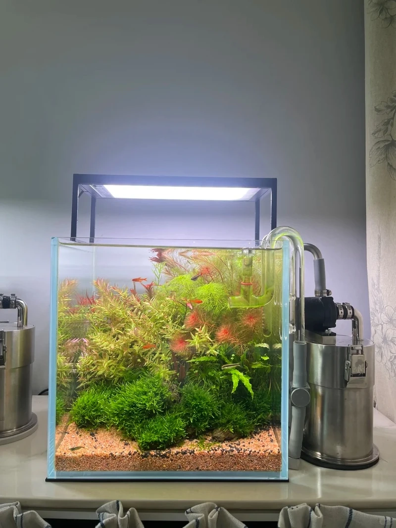 Điểm nhấn nội thất từ bể cá thảm cây trang trí