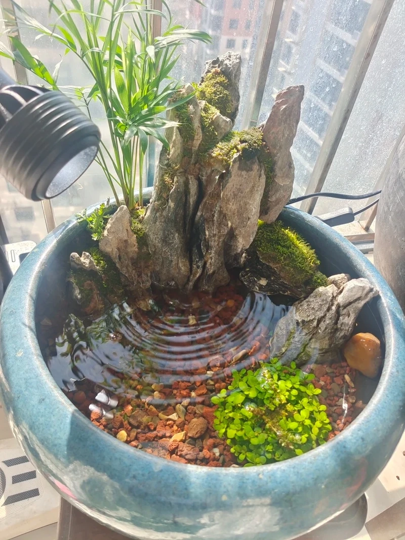Cảm hứng thiên nhiên từ bể cá zen aquascape tối giản