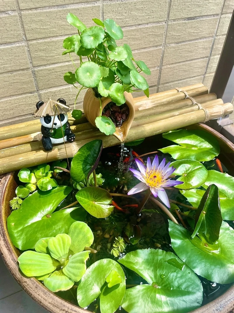 Khung cảnh nhẹ nhàng từ bể cá zen phong cảnh