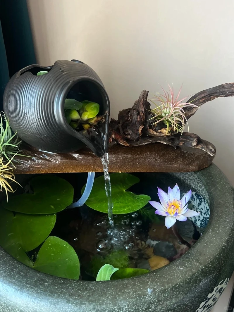 Nhiều người yêu thích bể cá zen phong thủy mang năng lượng tốt