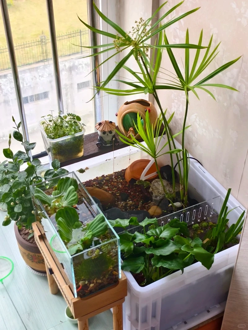 Học cách tạo bể cá zen bố cục đẹp cho hồ thủy sinh