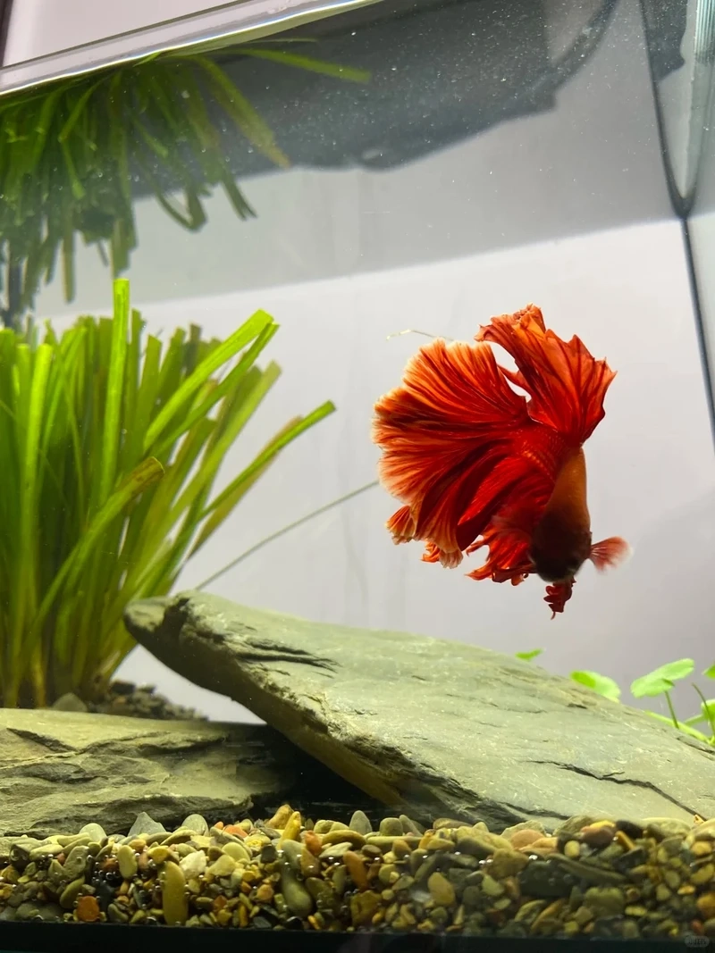 Sắc đỏ nổi bật của cá betta halfmoon đỏ cực kỳ cuốn hút