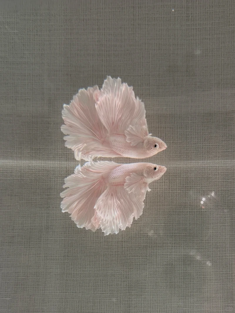 Vẻ đẹp mê hoặc của cá betta halfmoon đẹp khiến dân chơi cá mê mẩn