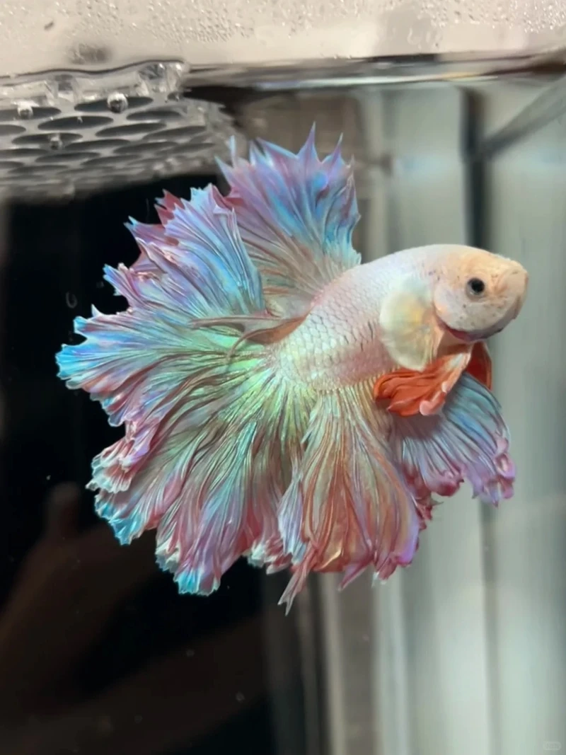 Đẳng cấp sắc đẹp của cá betta halfmoon full moon với đuôi xòe hoàn hảo