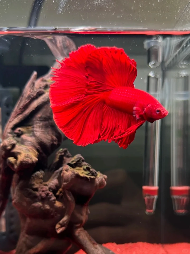 Dòng cá cực hot hiện nay là cá betta halfmoon koi