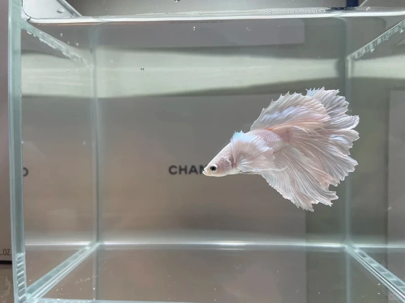 Vẻ đẹp tinh khôi của cá betta halfmoon trắng đầy thanh lịch