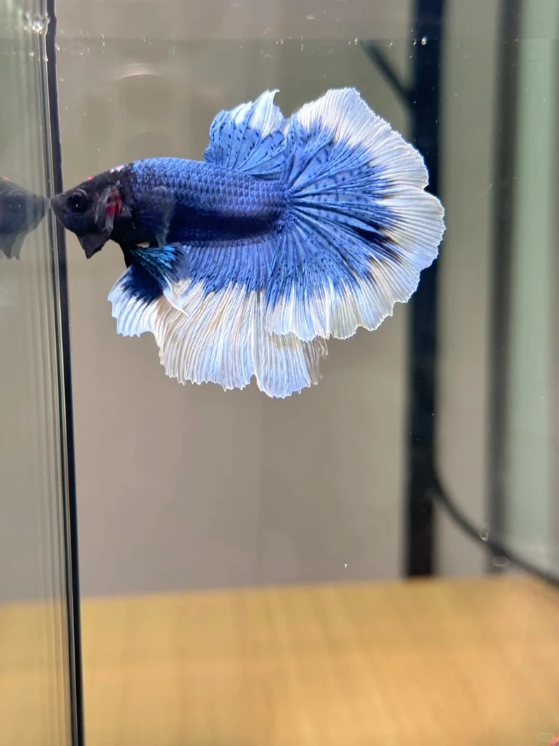 Màu sắc quyến rũ của cá betta halfmoon xanh làm bừng sáng hồ cá