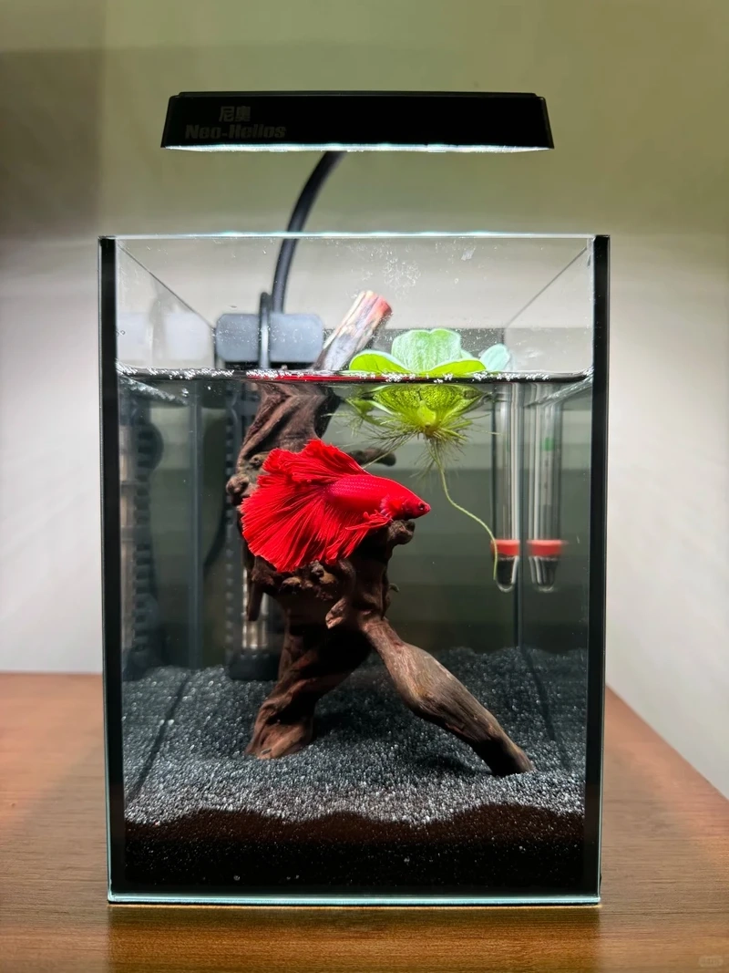 Tuyệt phẩm hiếm trong giới cá cảnh là cá betta halfmoon hiếm