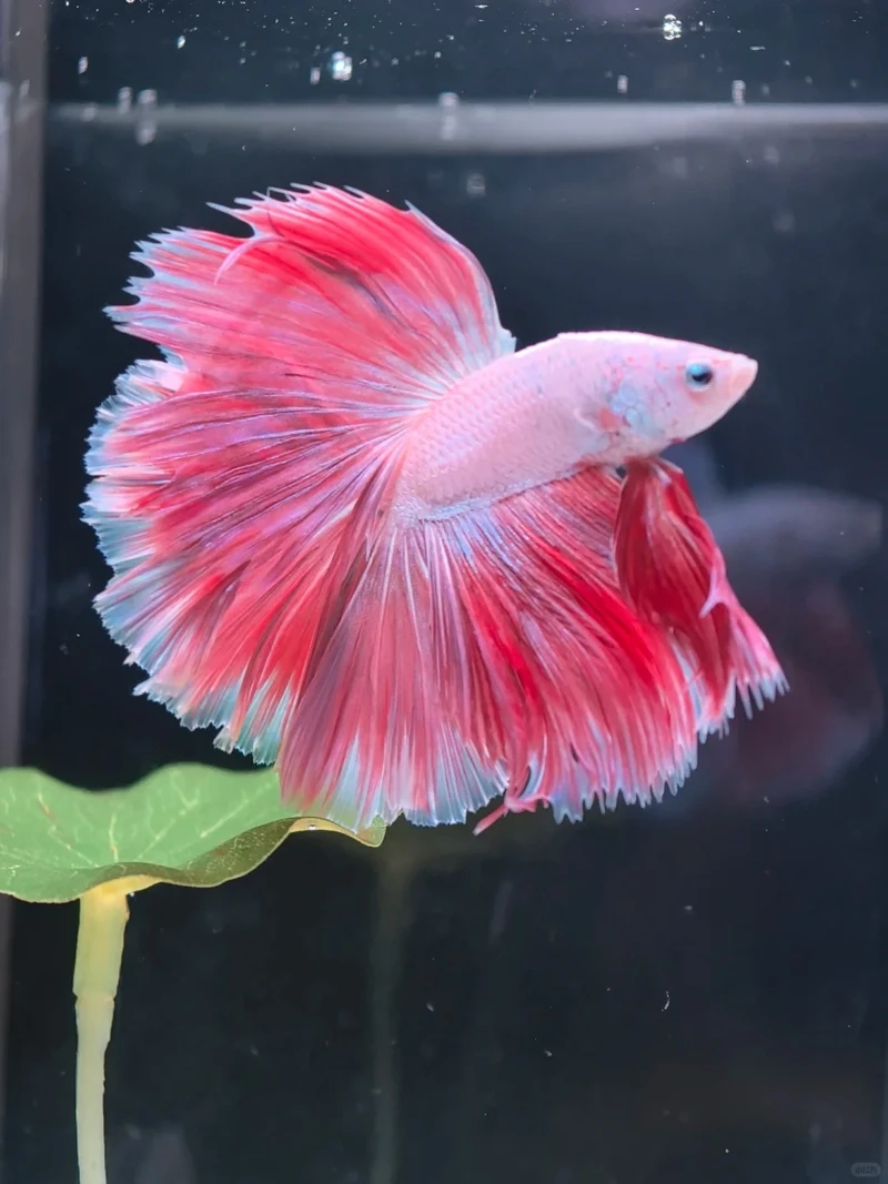 Tuyển chọn những mẫu cá betta halfmoon đẹp nhất hiện nay