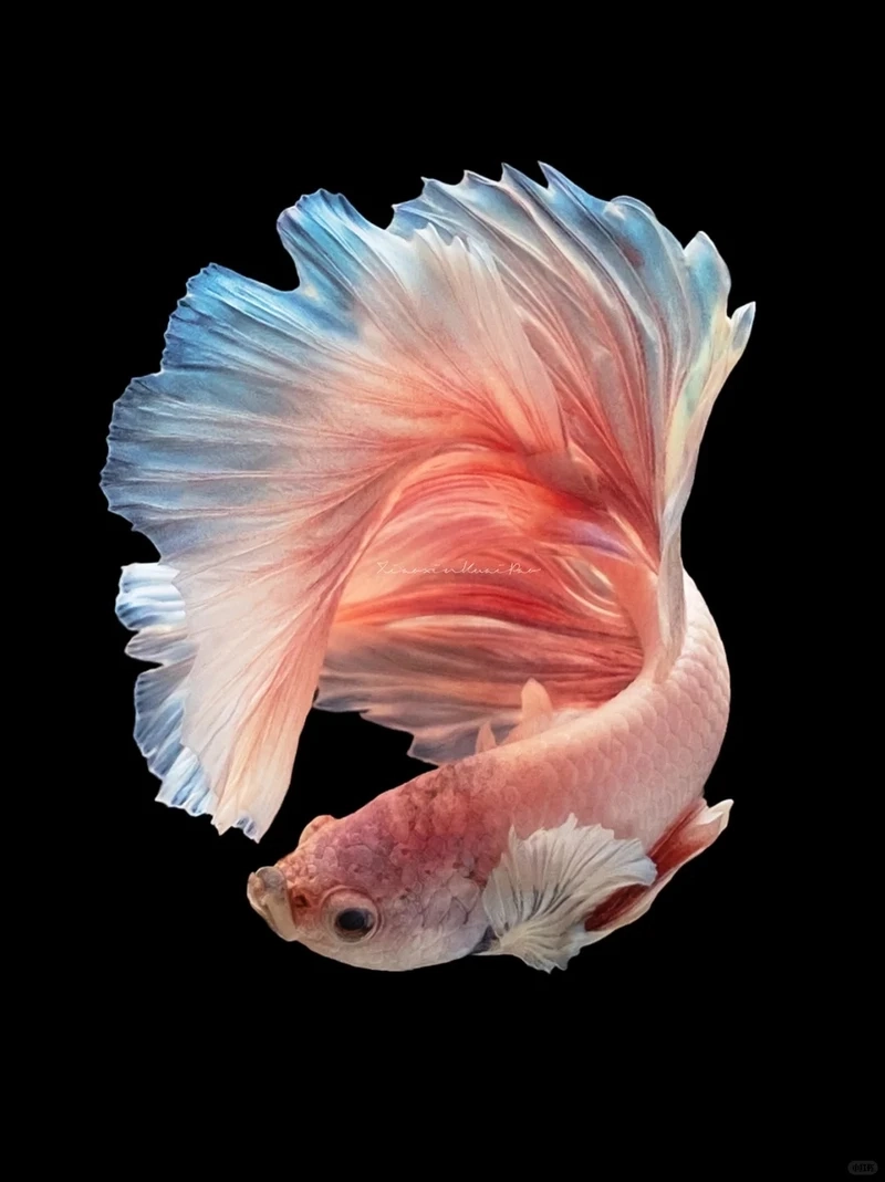 Vẻ đẹp kiêu hãnh của cá betta halfmoon đuôi xòe