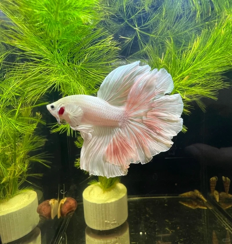 Không thể rời mắt trước cá betta halfmoon cảnh đẹp