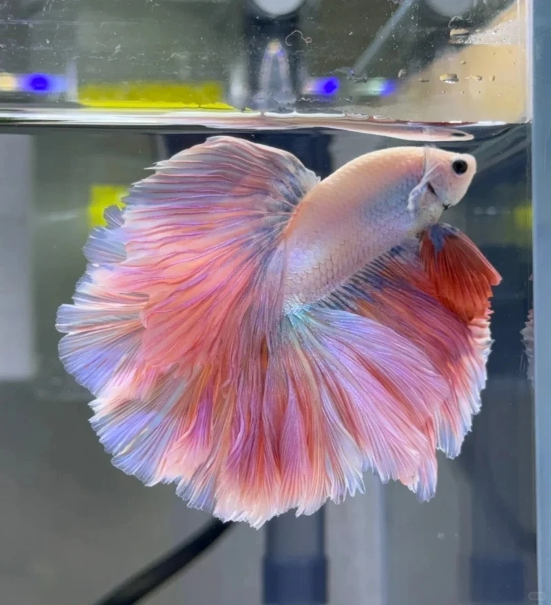 Bộ sưu tập cá betta halfmoon màu đẹp cực cuốn hút
