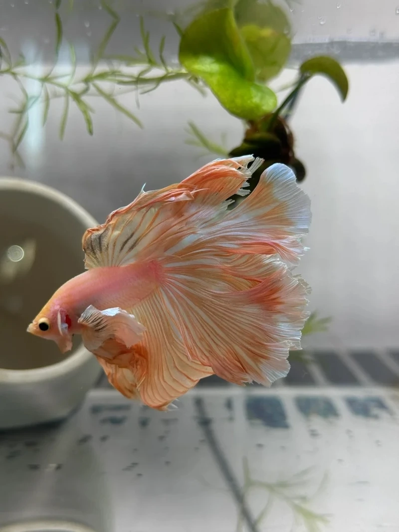 Màu sắc rực rỡ của cá betta halfmoon sặc sỡ nổi bật trong hồ cá
