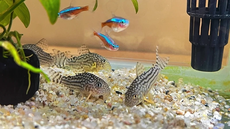 Vẻ dễ thương của cá chuột cory đẹp trong bể thủy sinh