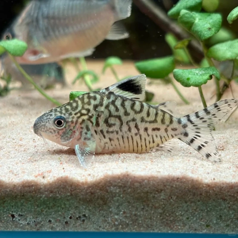 Màu sắc đặc trưng của cá chuột cory albino