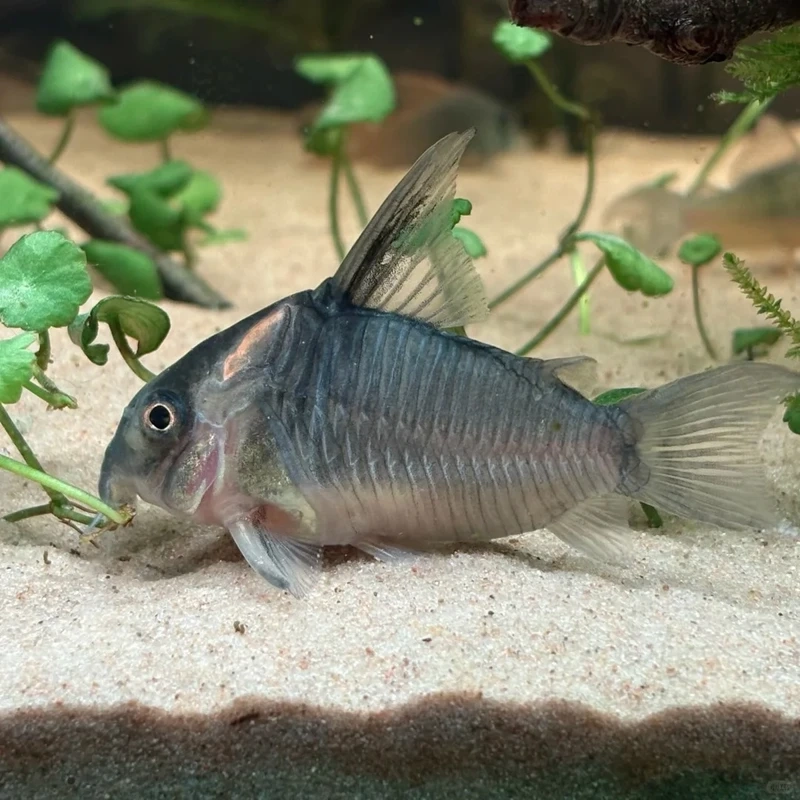 Vẻ đẹp tự nhiên của cá chuột cory pepper