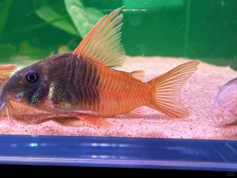 Họa tiết đáng yêu của cá chuột cory panda