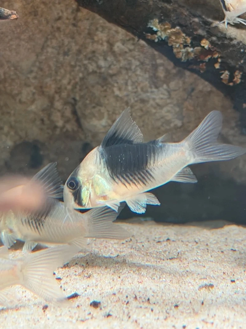 Lựa chọn tuyệt vời cho cá chuột cory hồ thủy sinh