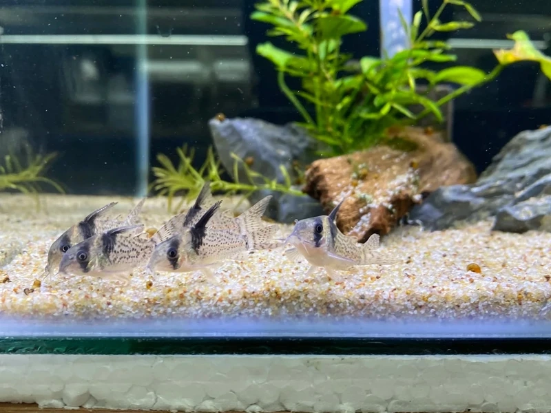 Loài cá hữu ích cá chuột cory dọn đáy hồ cá