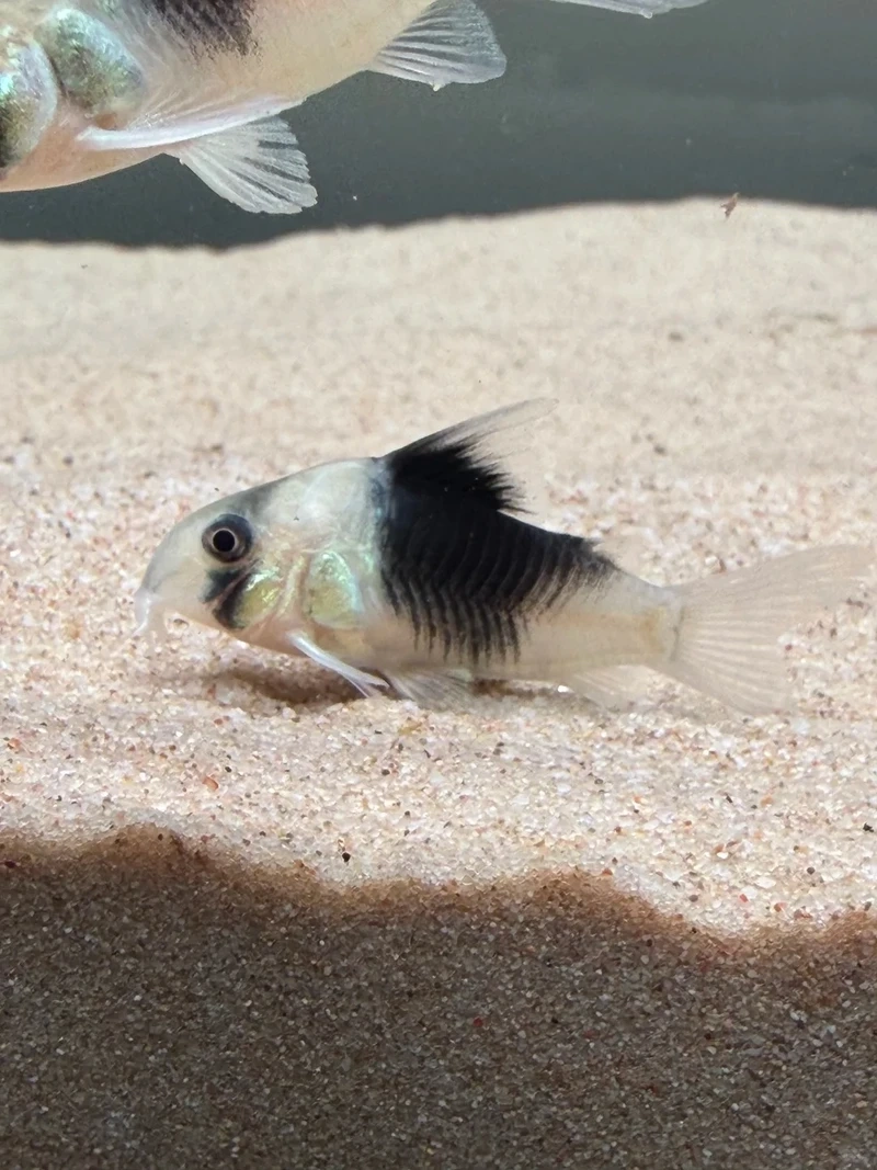 Người mới chơi cá cũng thích cá chuột cory dễ nuôi