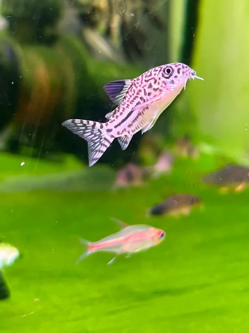 Hoạt động tìm thức ăn của cá chuột cory ăn đáy