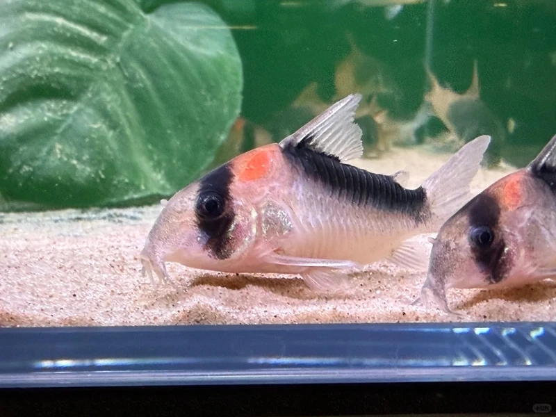 Dễ kết hợp với cá chuột cory nuôi chung thủy sinh