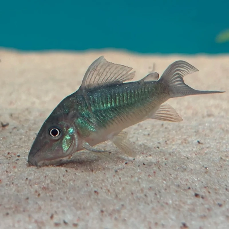 Vẻ độc đáo của cá chuột cory độc lạ