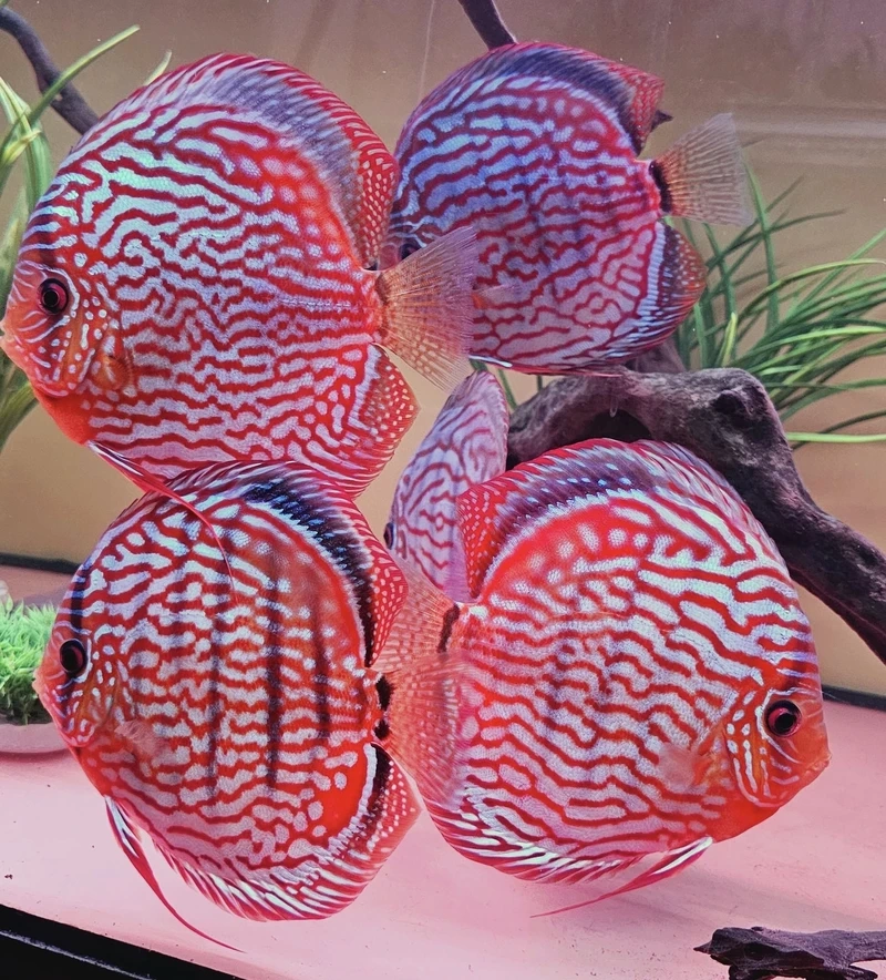 Dân chơi cá cảnh săn lùng cá dĩa discus cảnh tuyệt đẹp