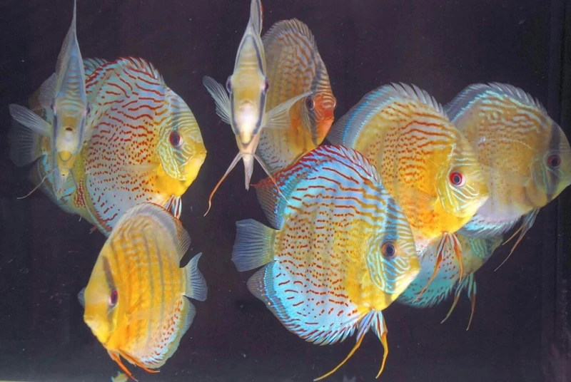 Tuyển chọn bộ sưu tập cá dĩa discus đẹp nhất