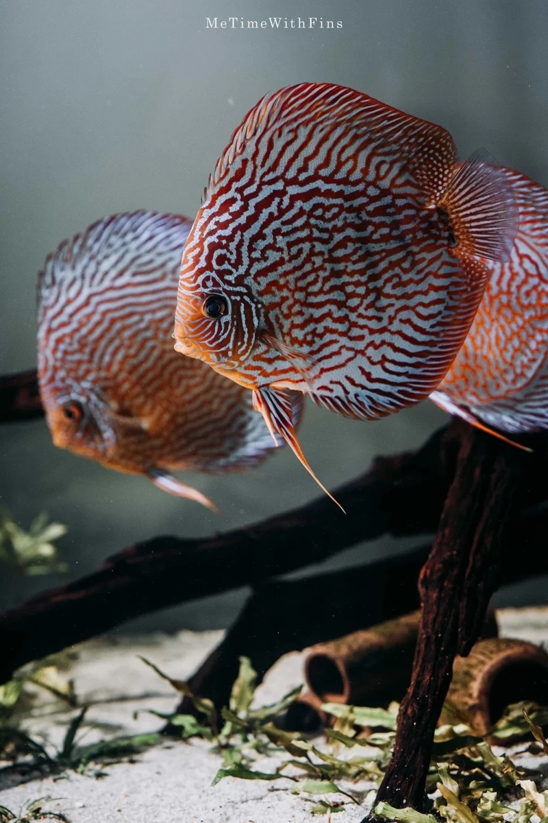 Sắc trắng tinh khôi của cá dĩa discus albino đầy ấn tượng