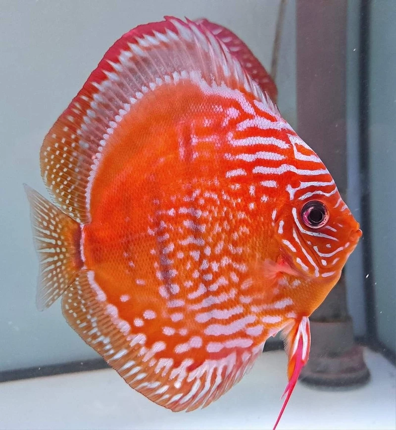 Nghệ thuật nuôi cá cảnh với cá dĩa discus nghệ thuật