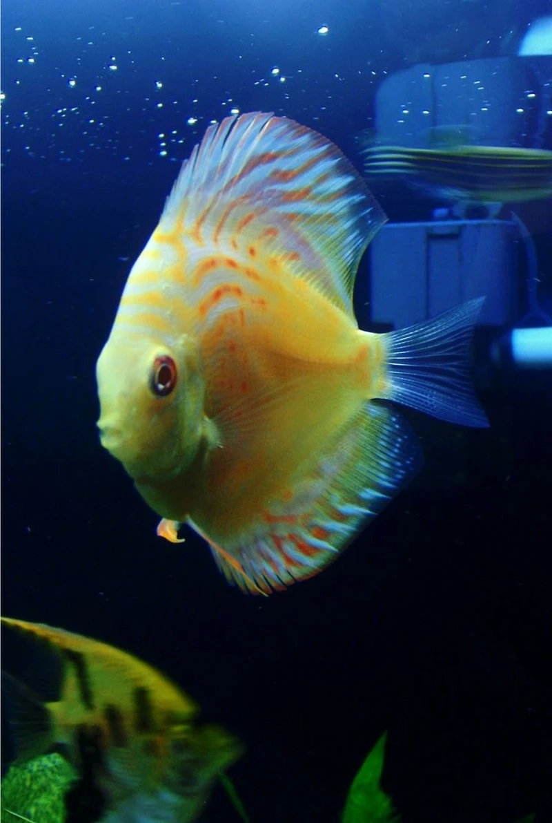 Dòng cá độc đáo của cá dĩa discus độc lạ