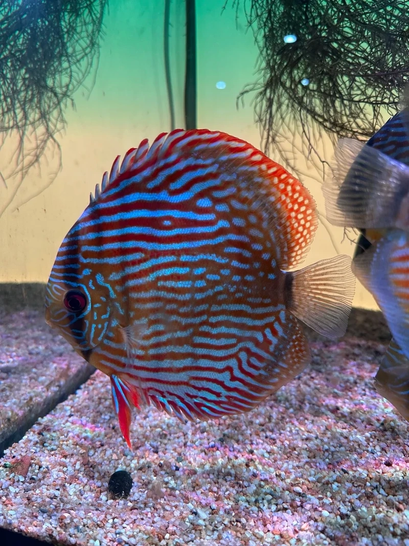 Họa tiết độc đáo của cá dĩa discus leopard cực kỳ nổi bật